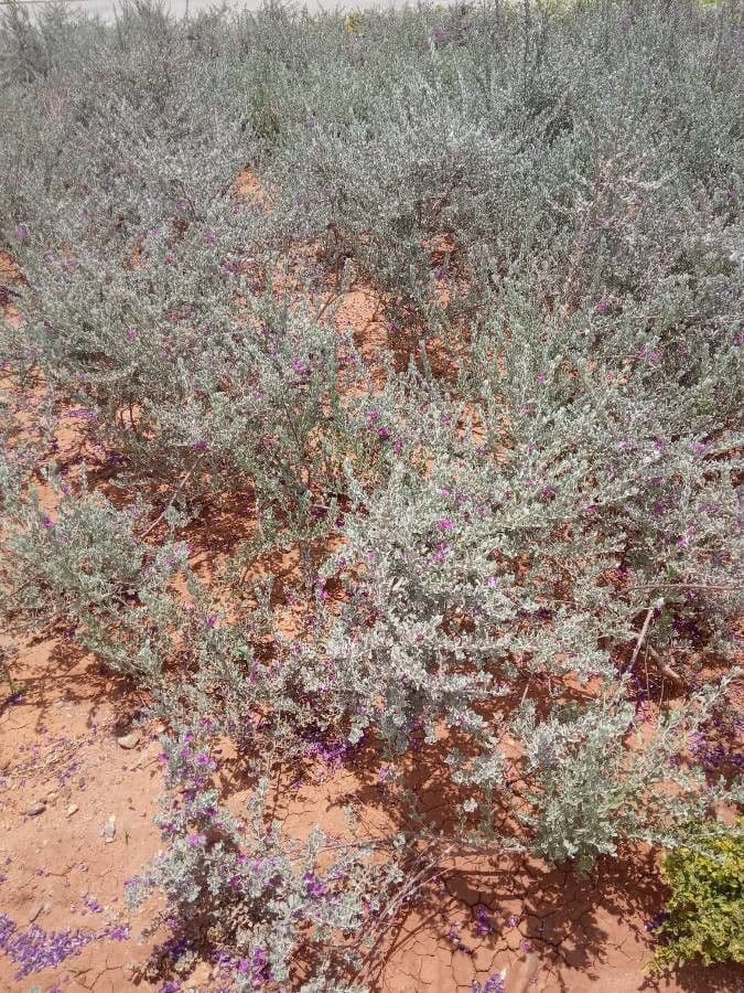 Leucophyllum candidum 7