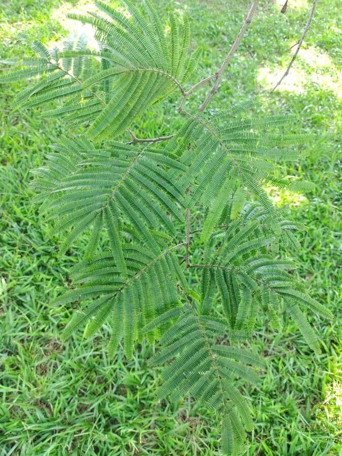 Anadenanthera peregrina 7