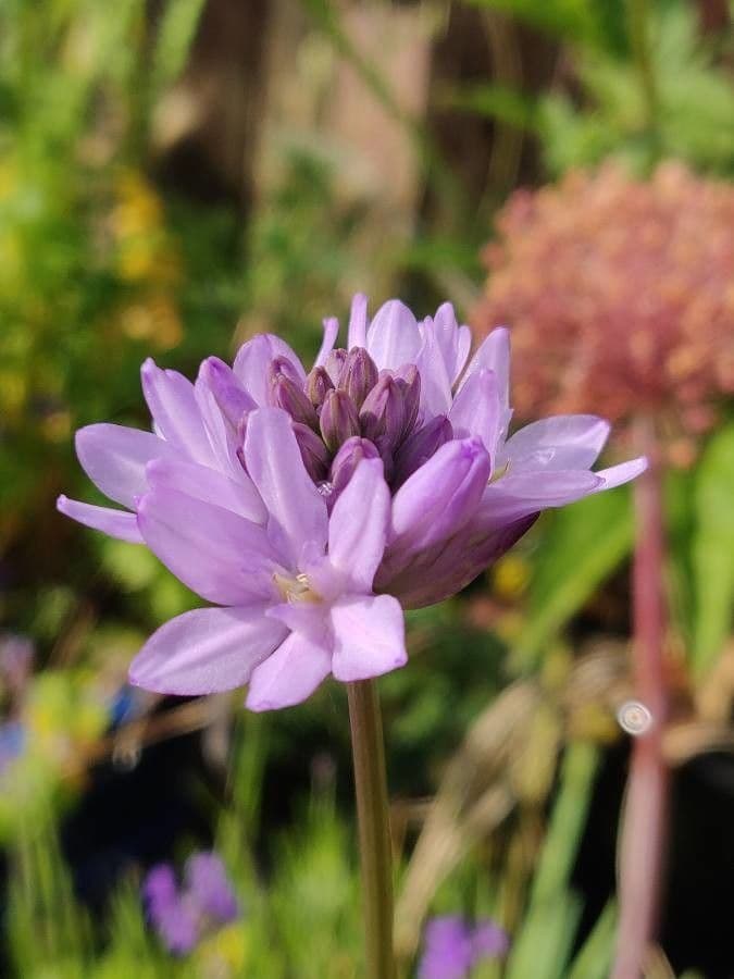 Dichelostemma congestum 4