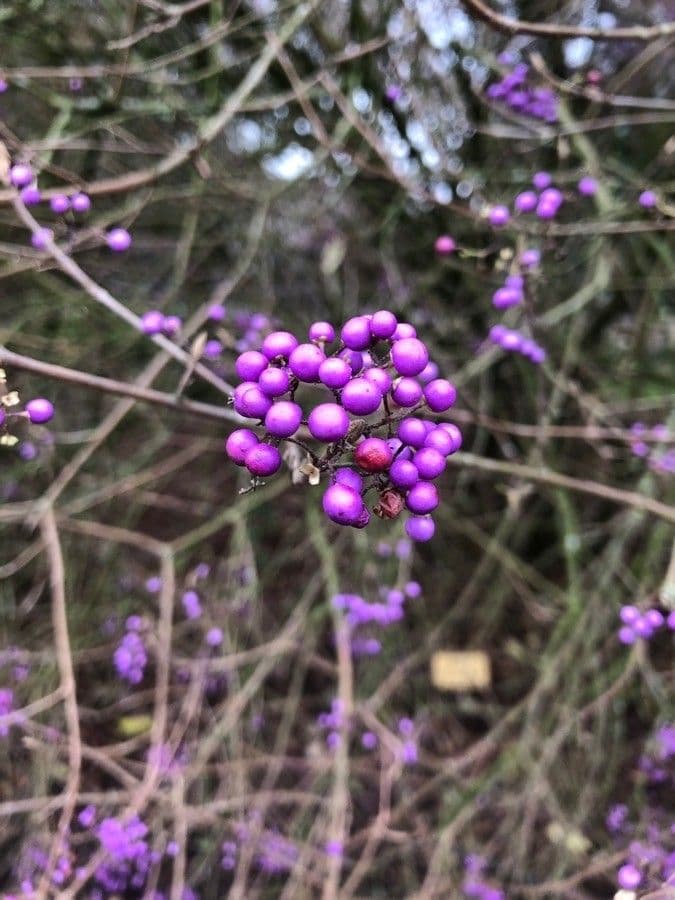 Callicarpa giapponese 5