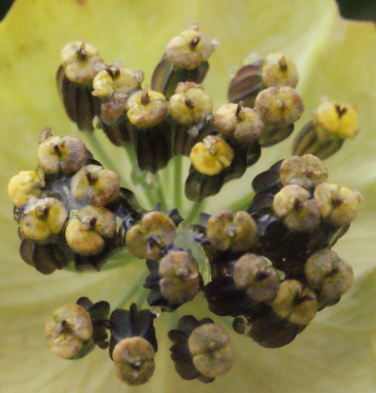 Bupleurum stellatum