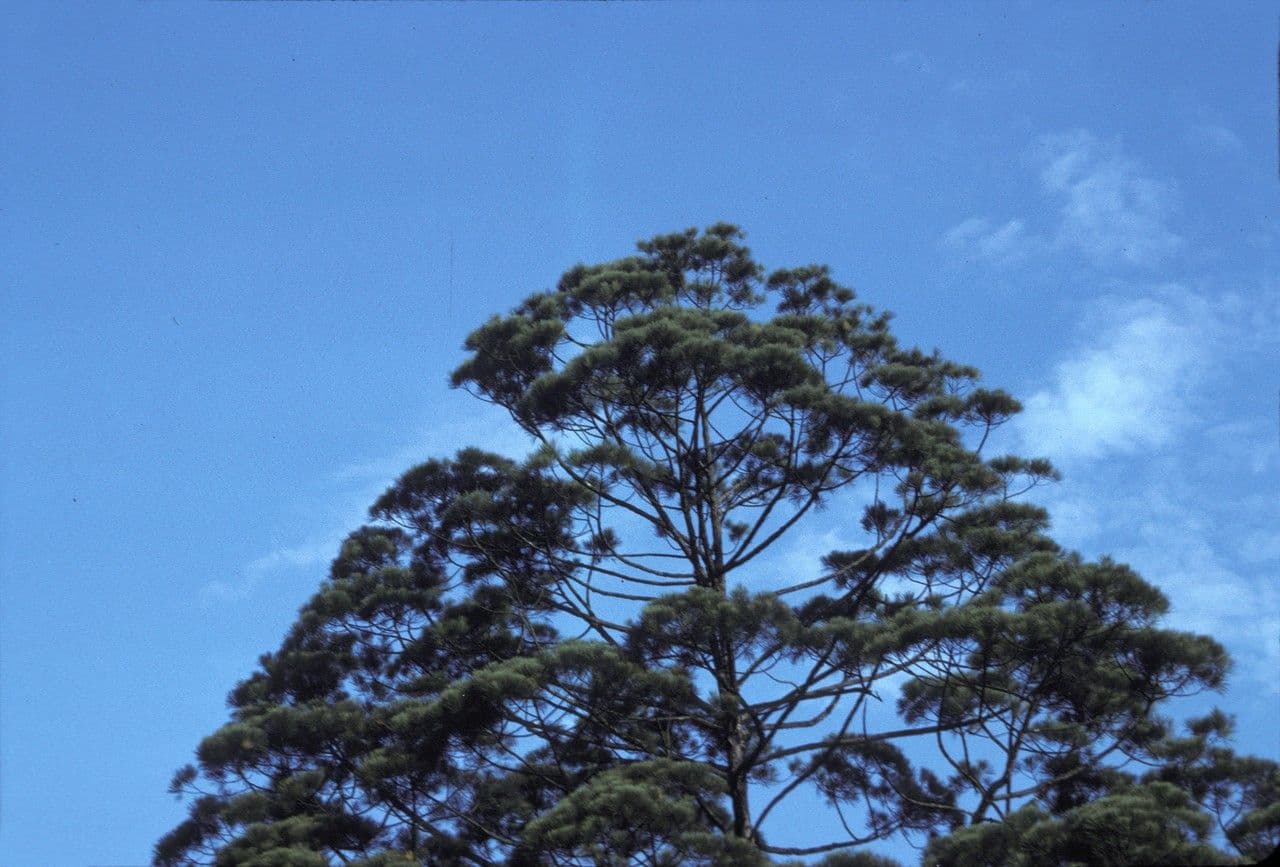 Gymnostoma 6