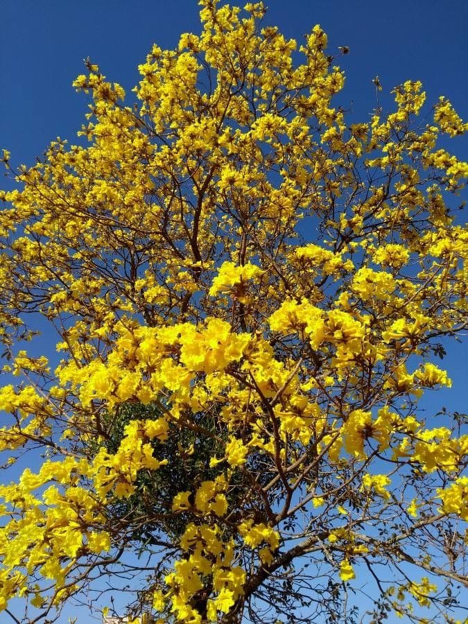 Handroanthus 6