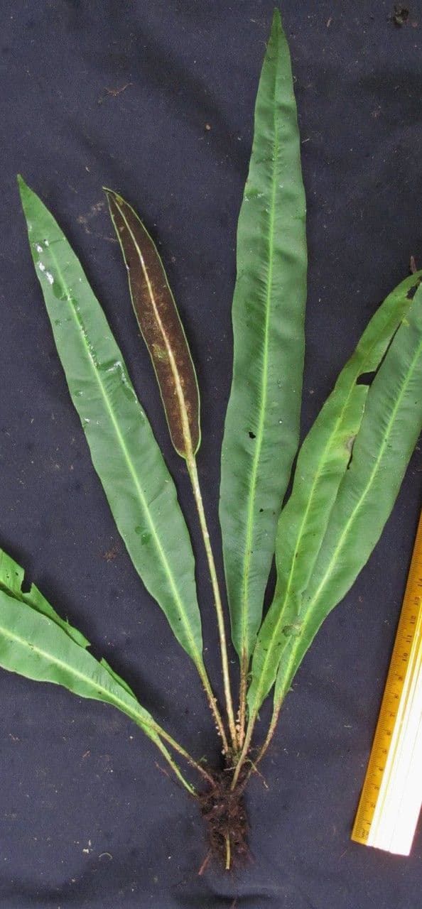 Elaphoglossum 9
