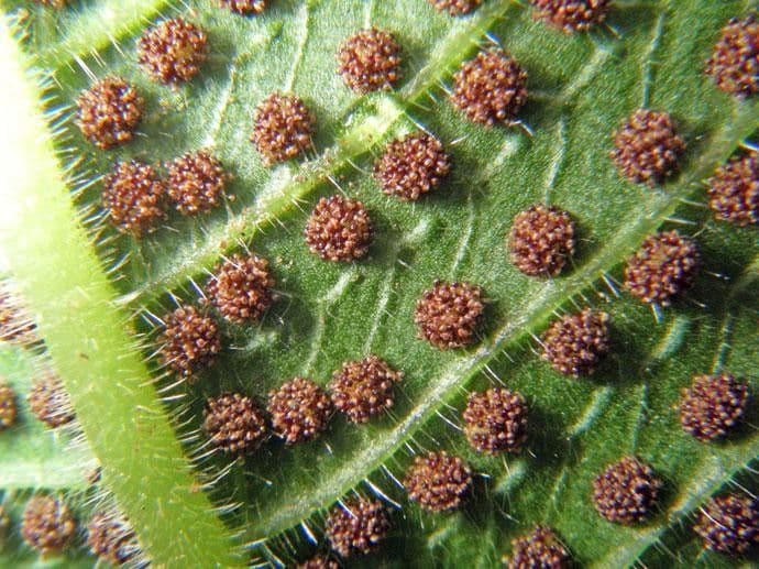 Thelypteris