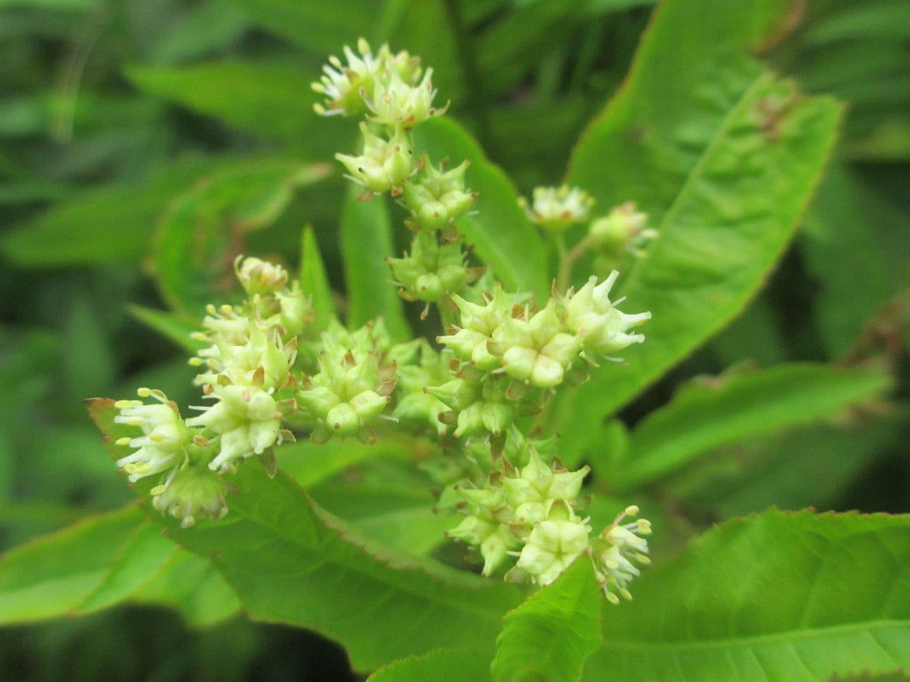 Penthorum sedoides 4