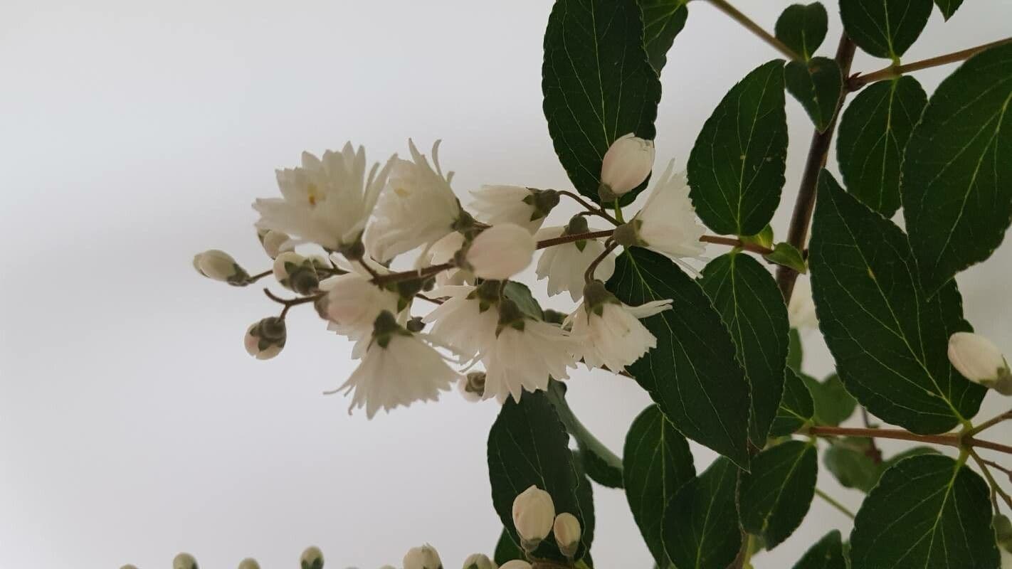 Deutzia gracilis 6