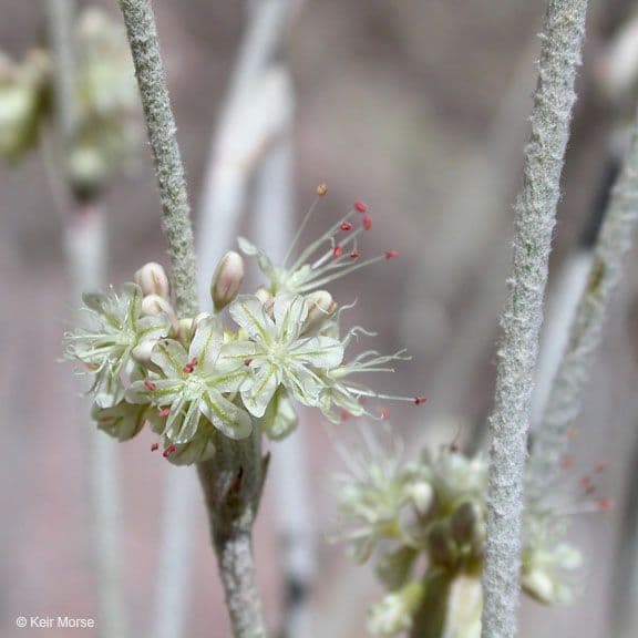 Eriogonum elongatum