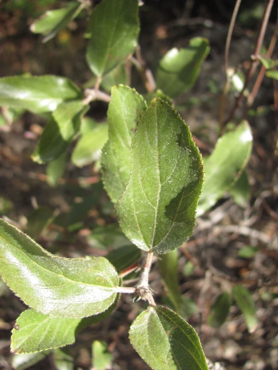 Ceanothus bylinný 15