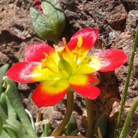 Calandrinia cespugliosa