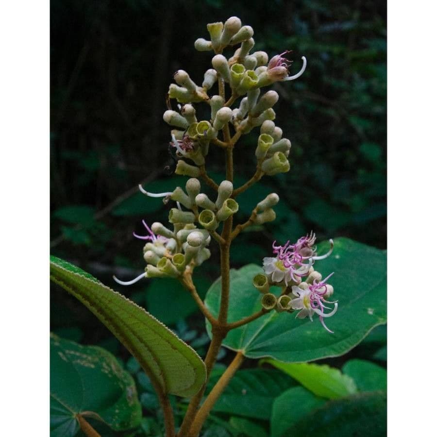 Miconia 3