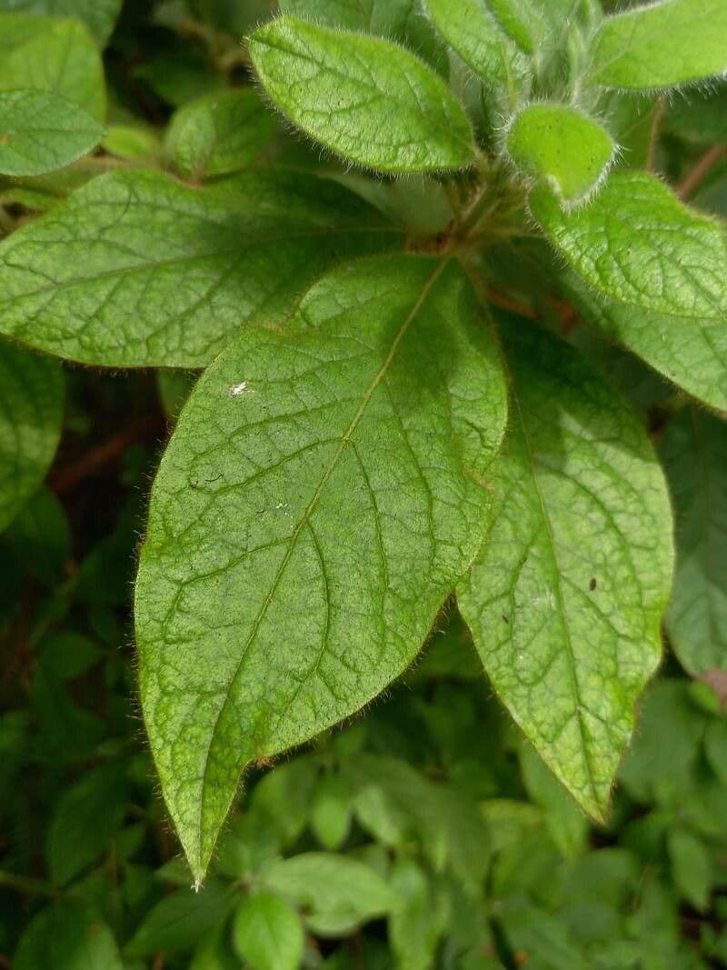 Rododendron Oldhamův 3