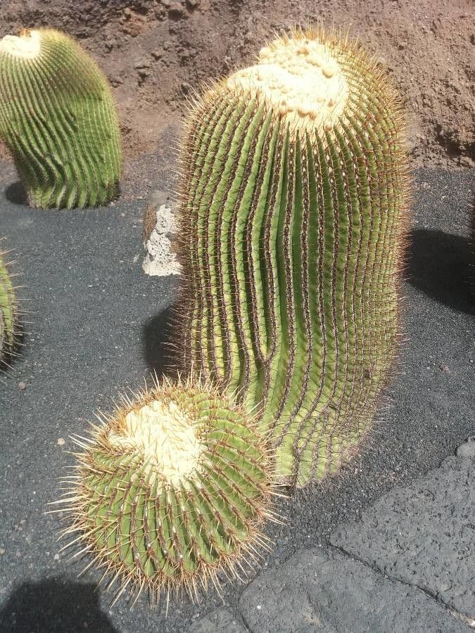 Echinocactus 6