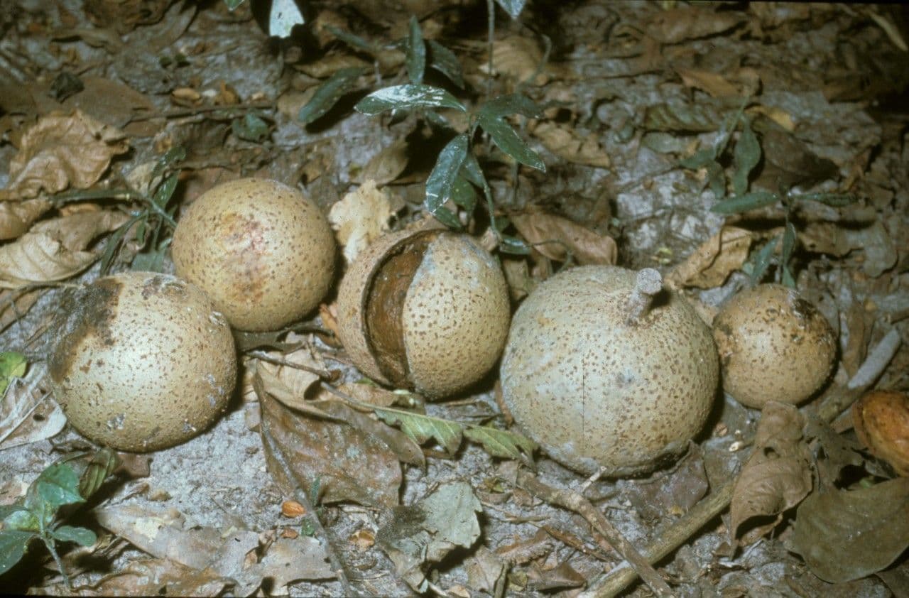 Mammea africana