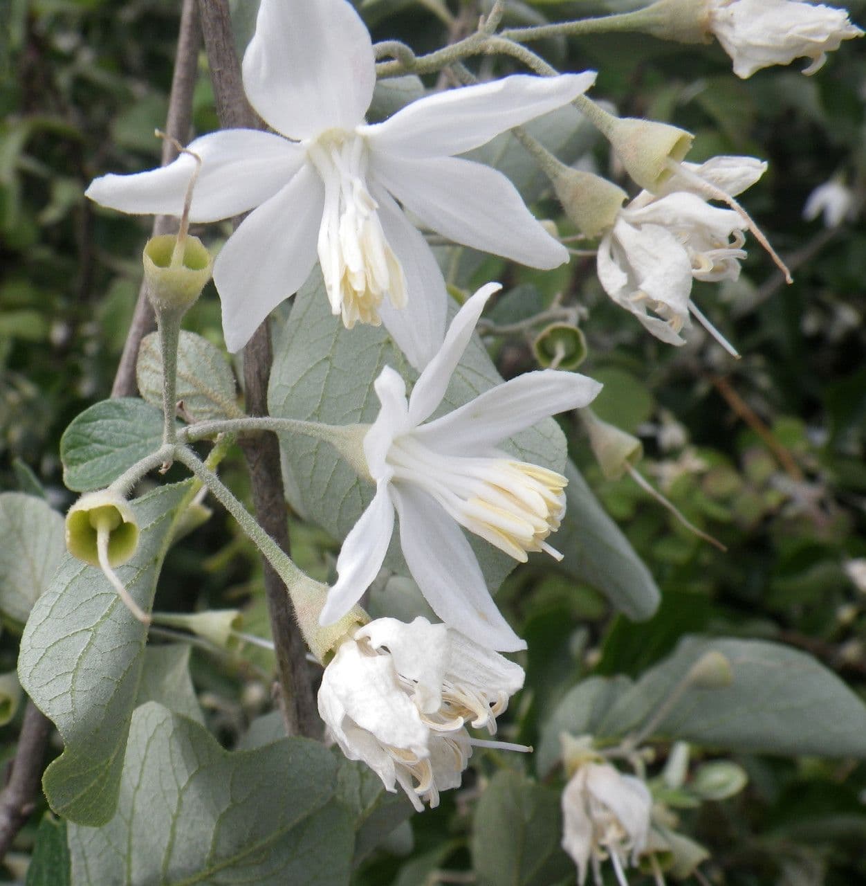 Styrax officinalis 7