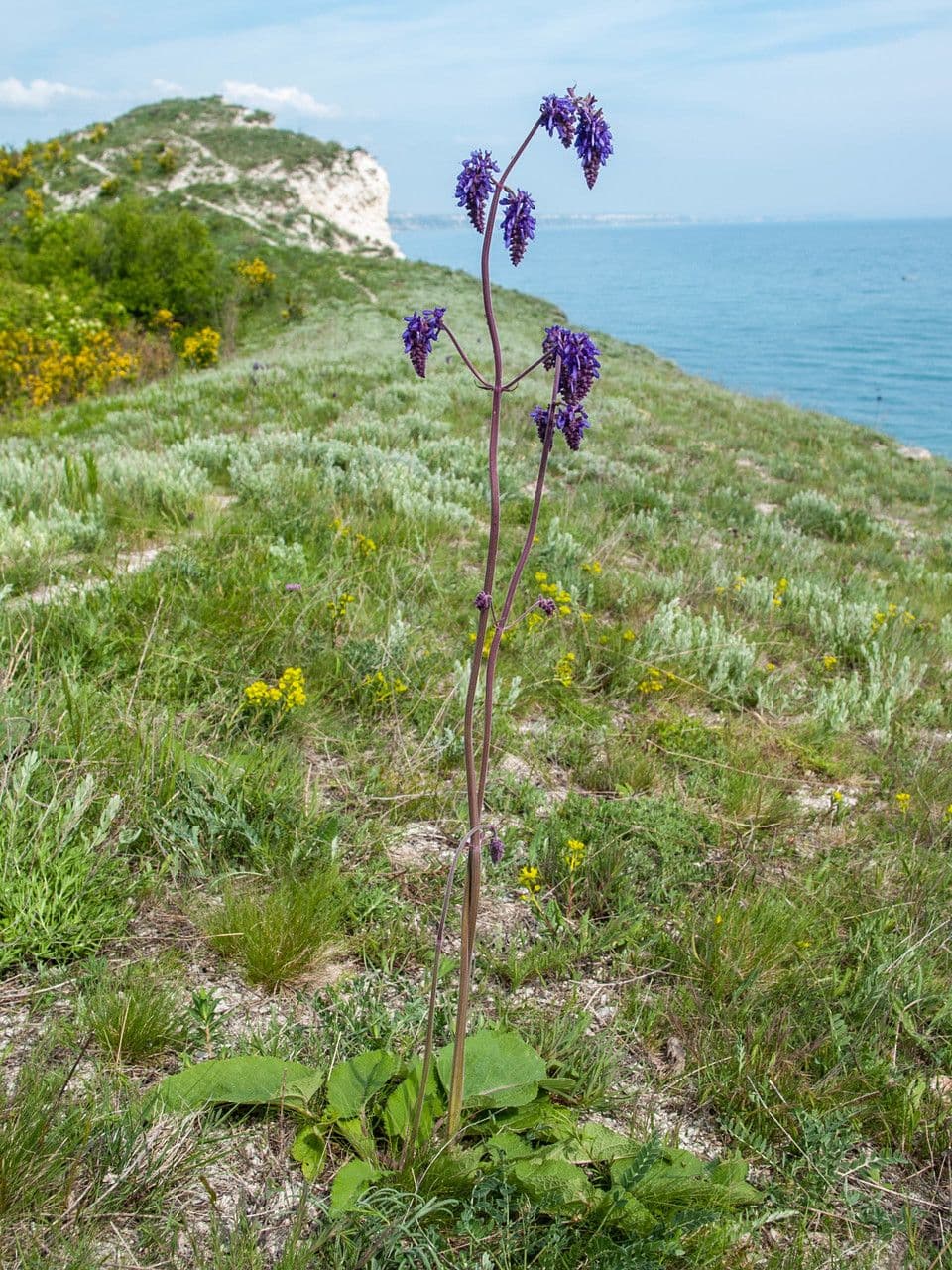 Salvia pendula 6
