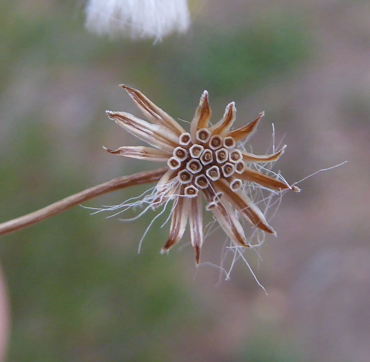 Senecio a foglie lineari 2