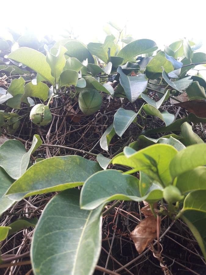 Passiflora laurifolia 2