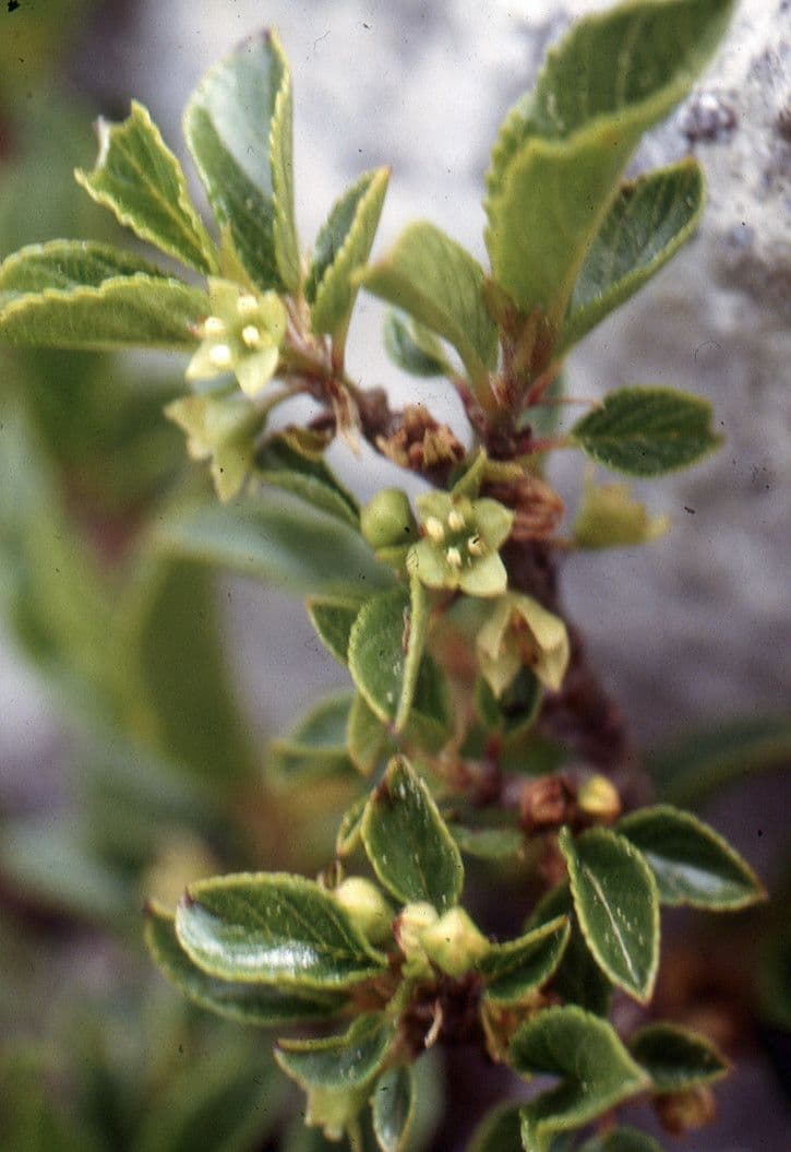 Espino de roca 6