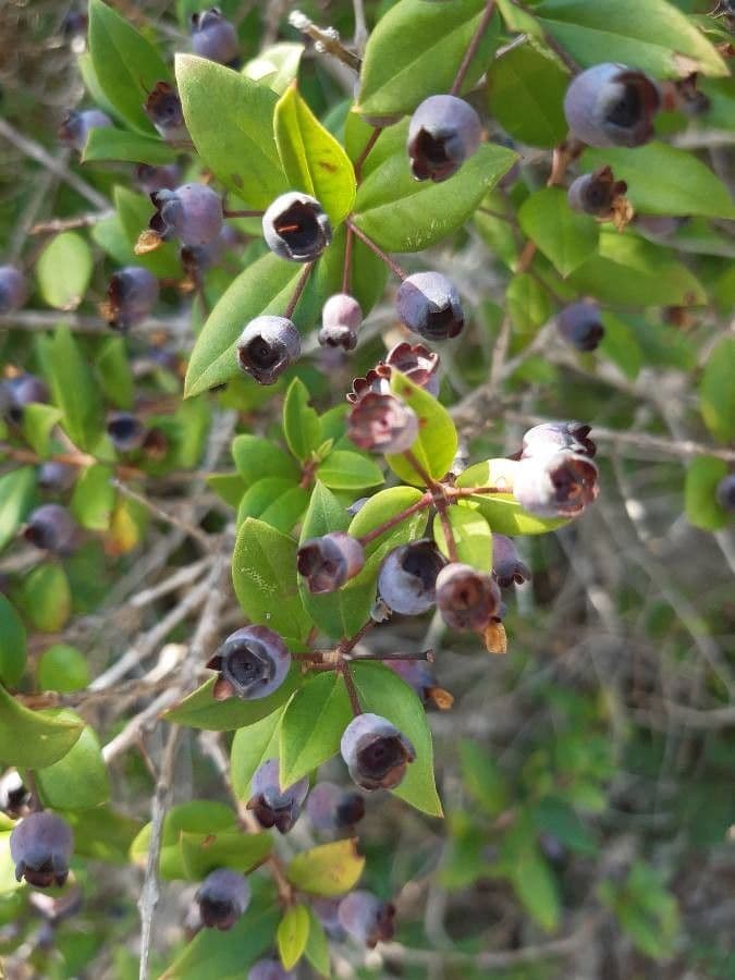 Mirto 19