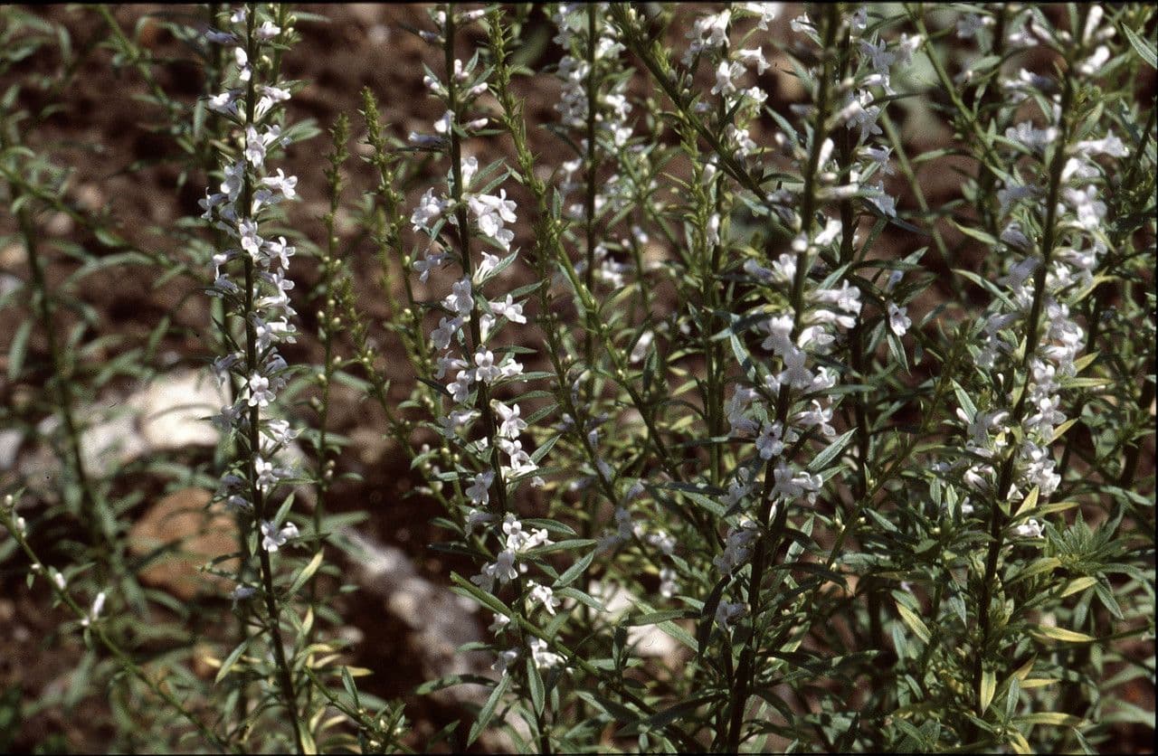 Musonello 12