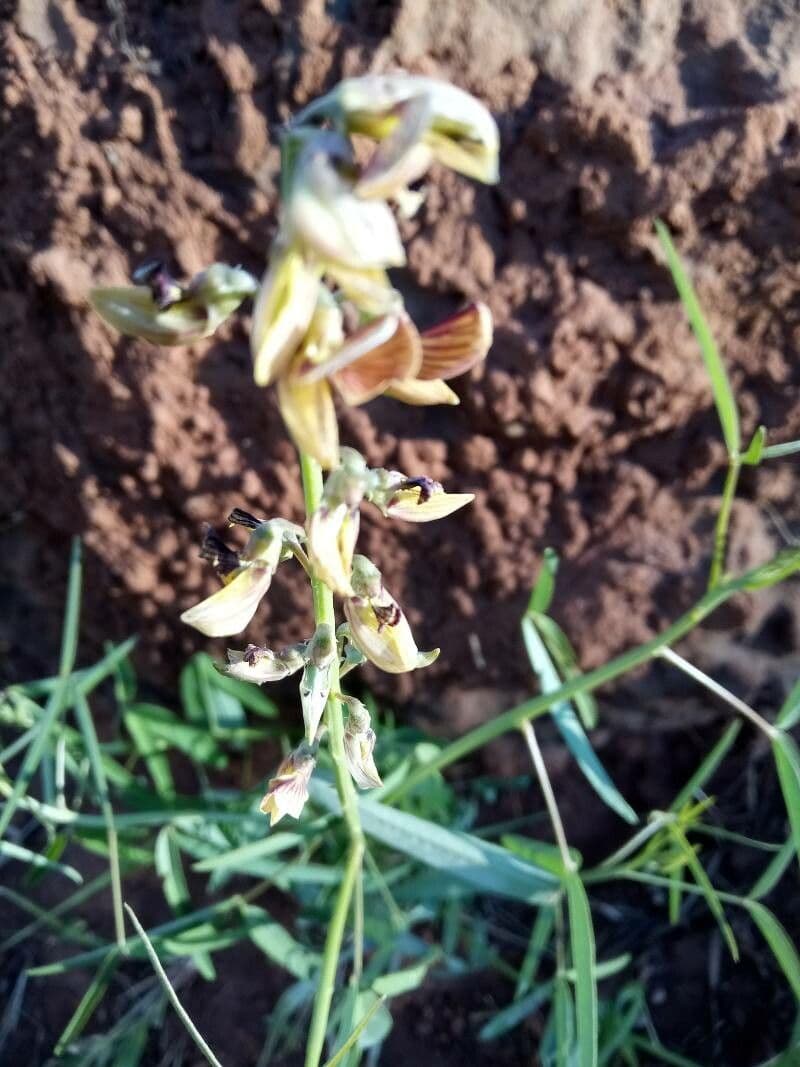 Crotalaria lanceolata 7