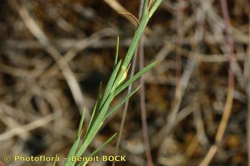 Linum leonii 18