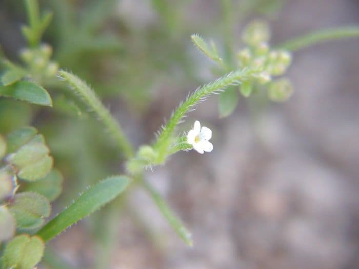 Pectocarya peninsulare 2