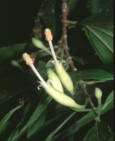 Quararibea