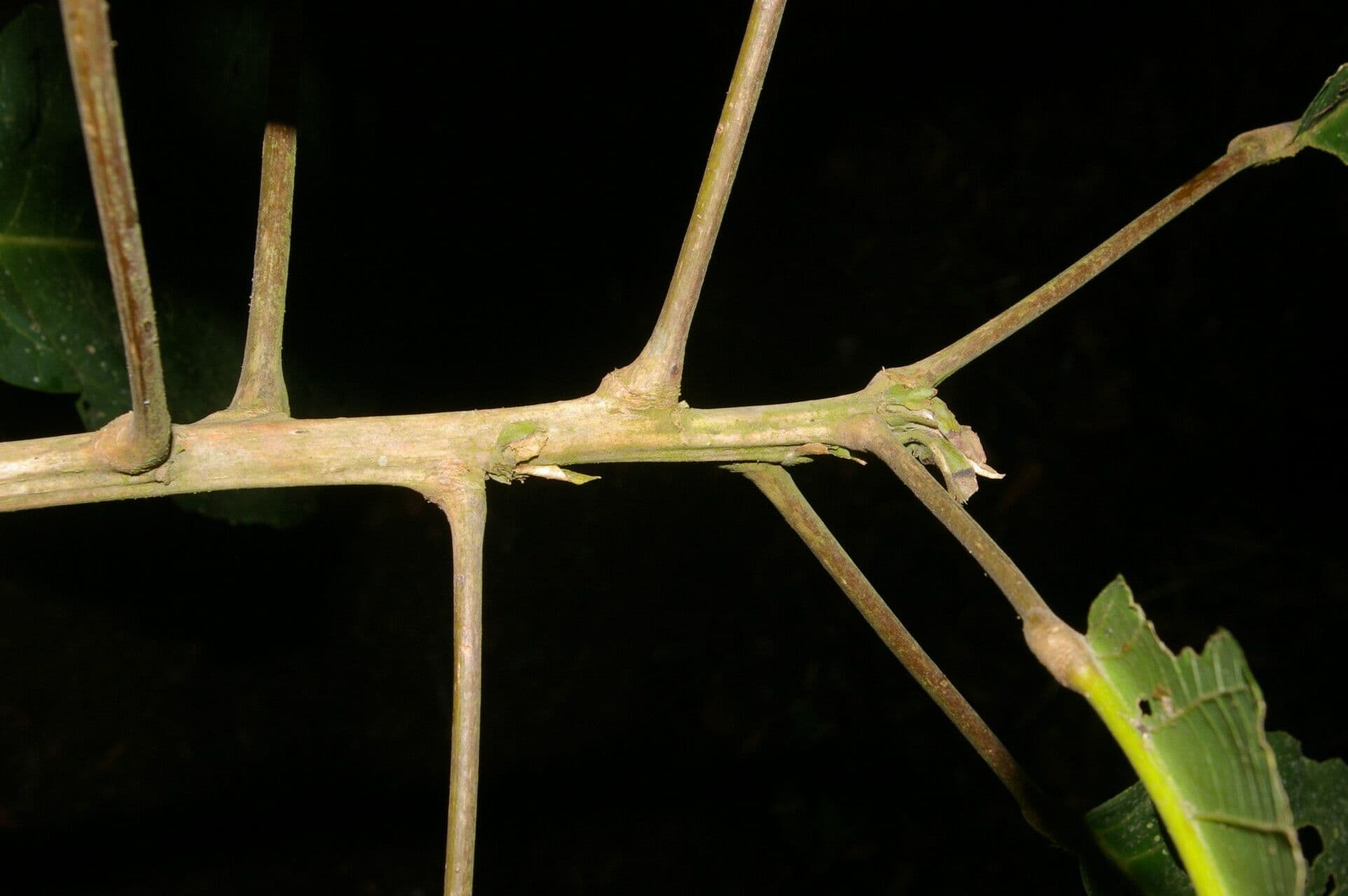 Sloanea 10