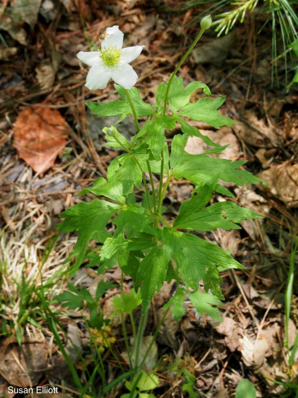 Anemone della Virginia 14