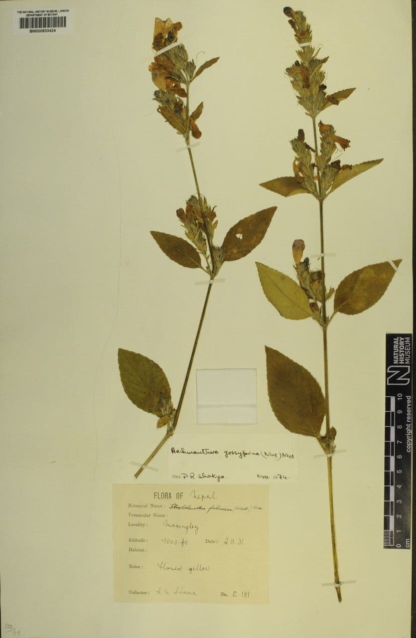 Strobilanthes 15