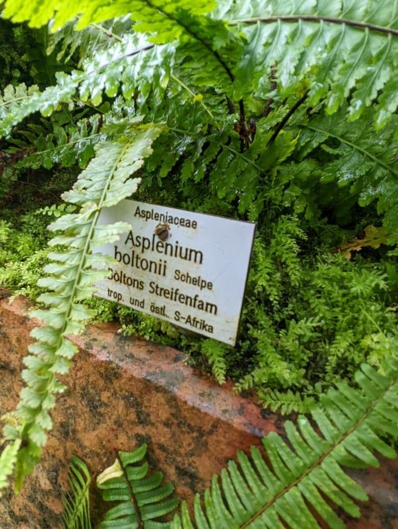 Asplénium 8