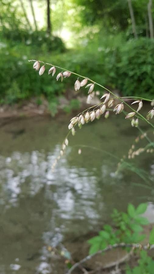 Glyceria striata 4