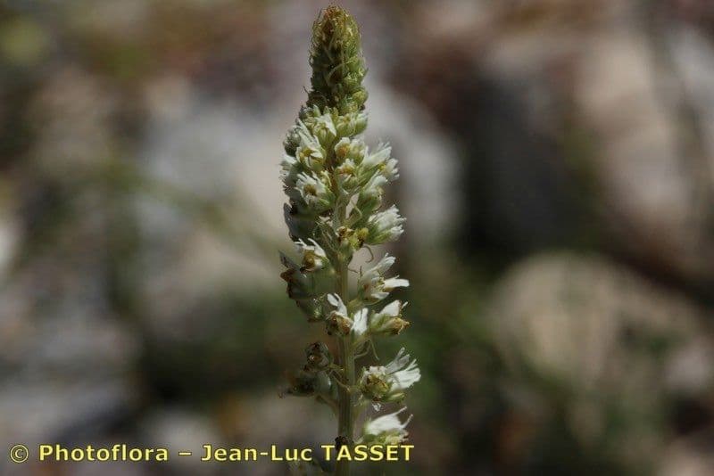 Reseda ondulata 2