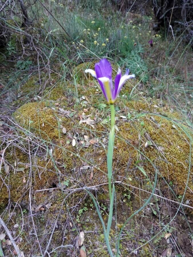 Iris xiphium 25