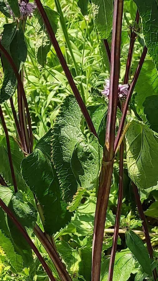 Phlomoides 6