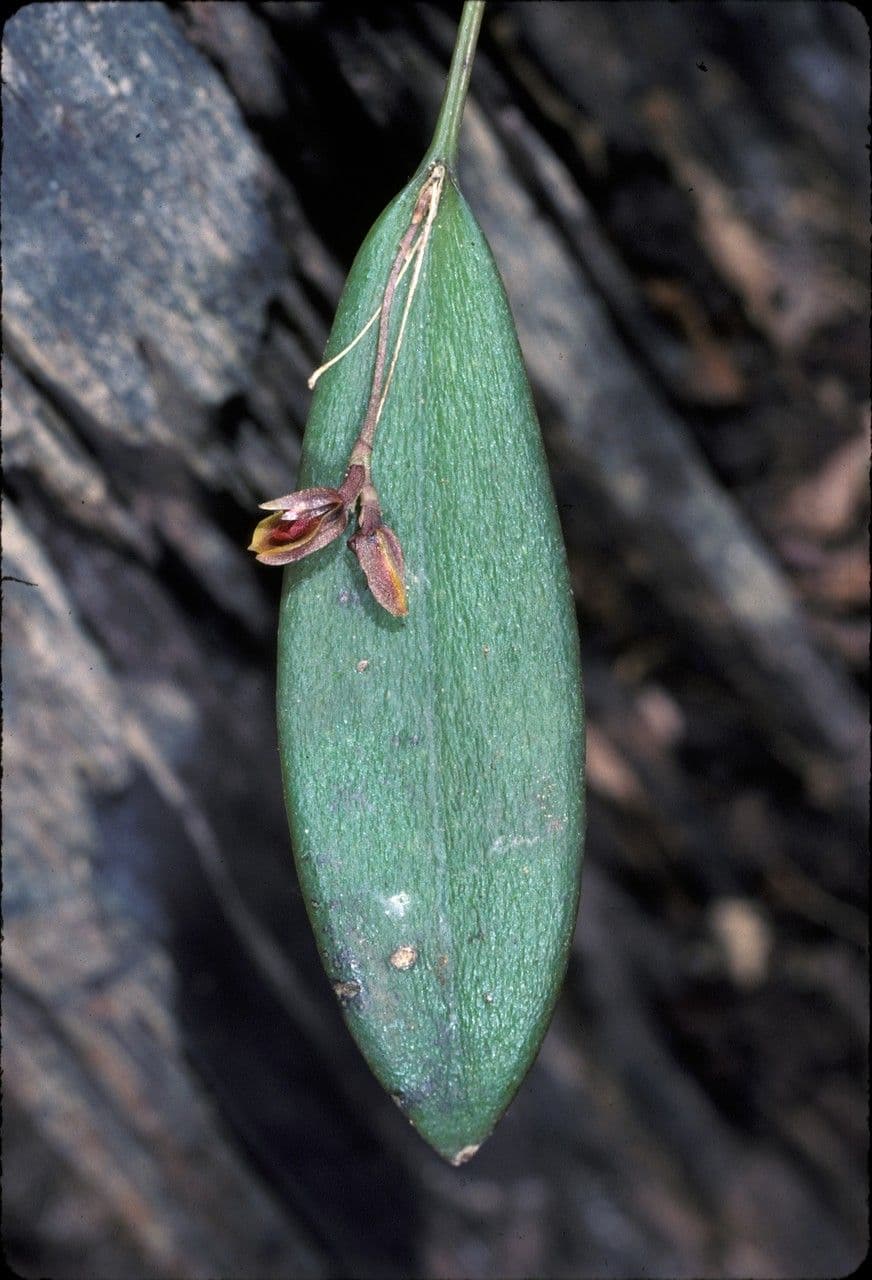 Acianthera 2