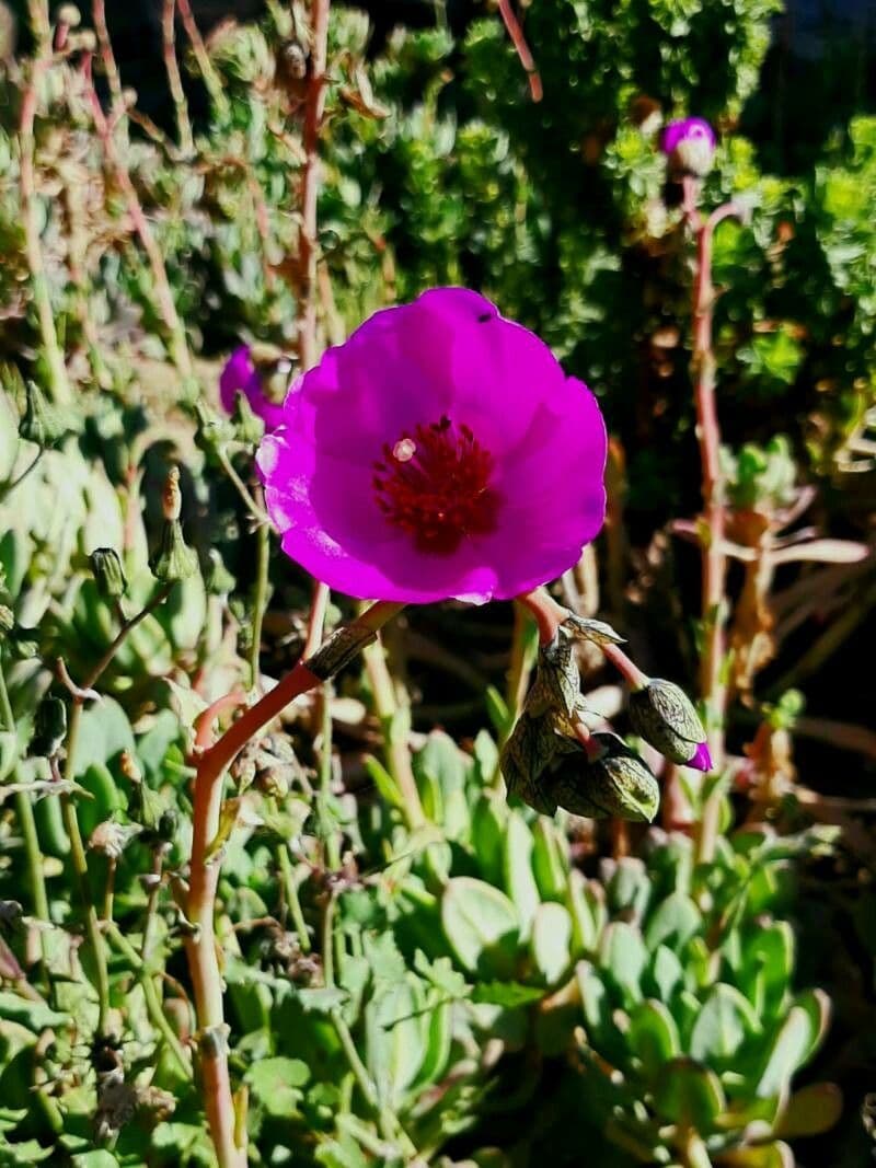 Cistanthe grandiflora 10