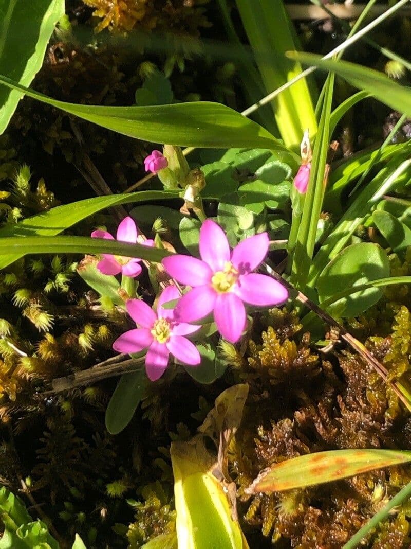Centaurium