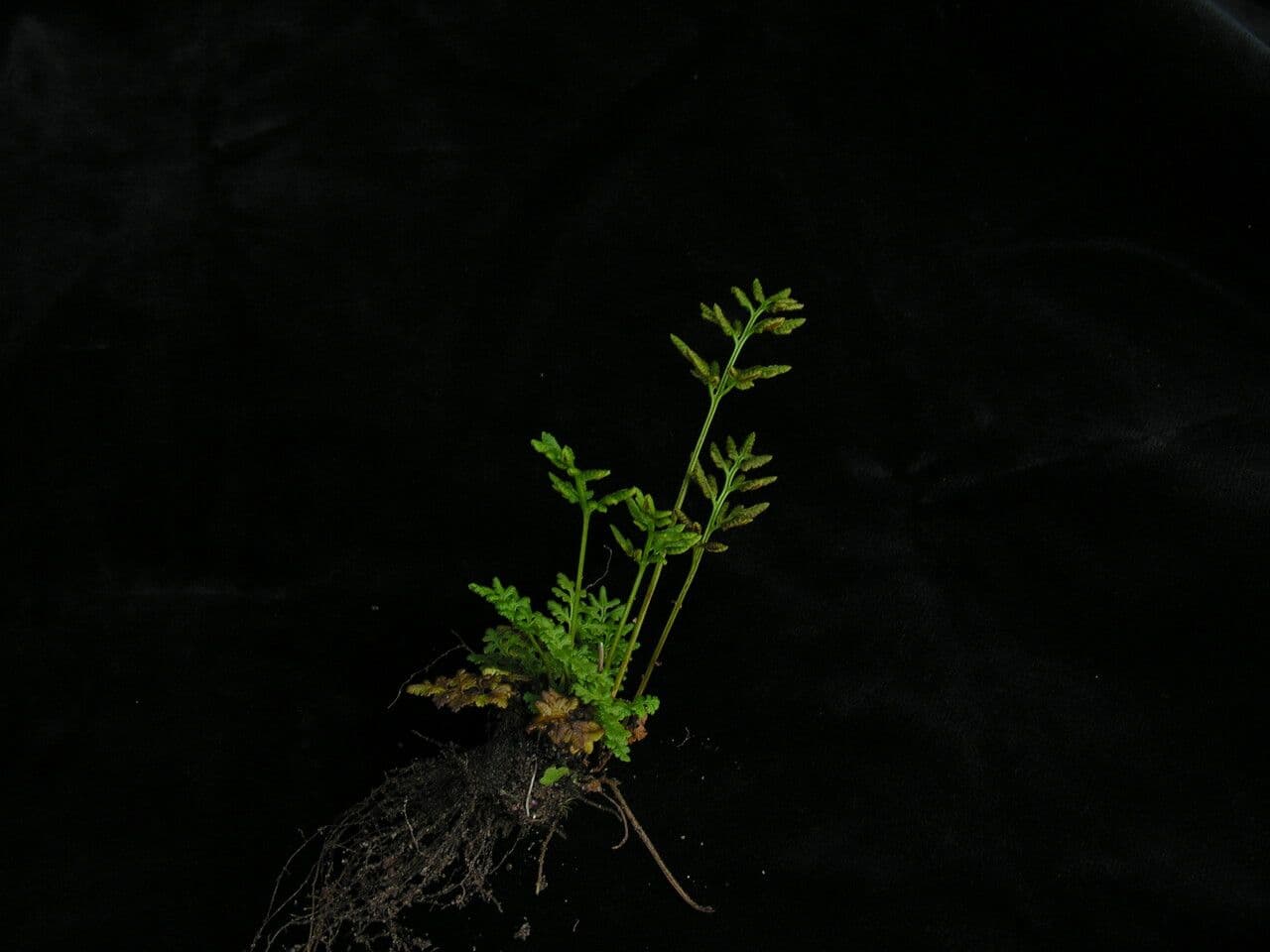 Kryptogramma