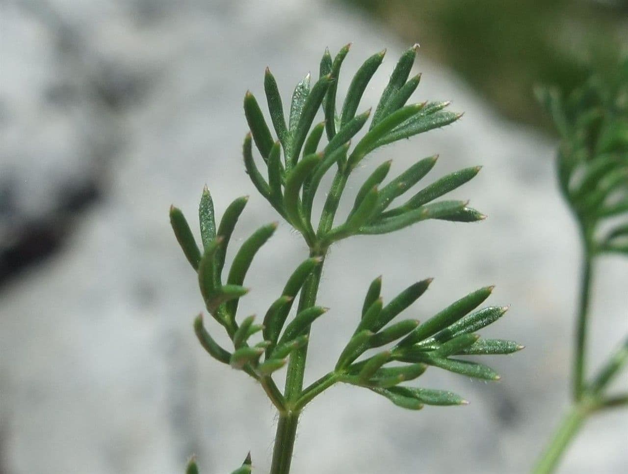 Athamanta cretensis 18