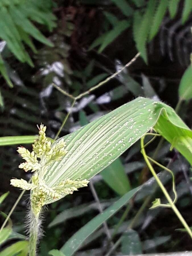 Setaria barbata
