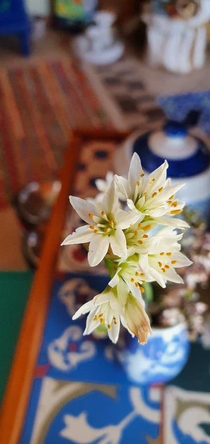 Nothoscordum 9
