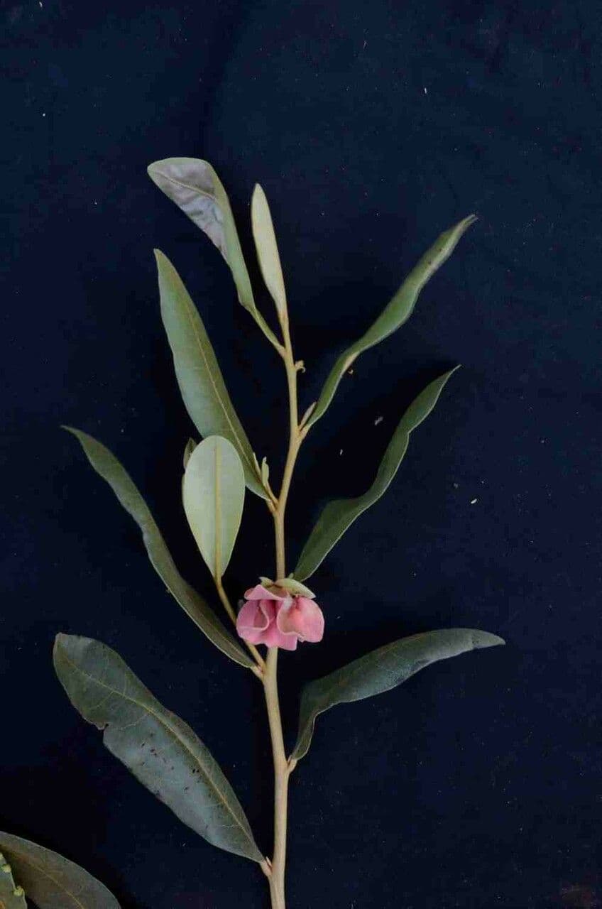 Duguetia 10