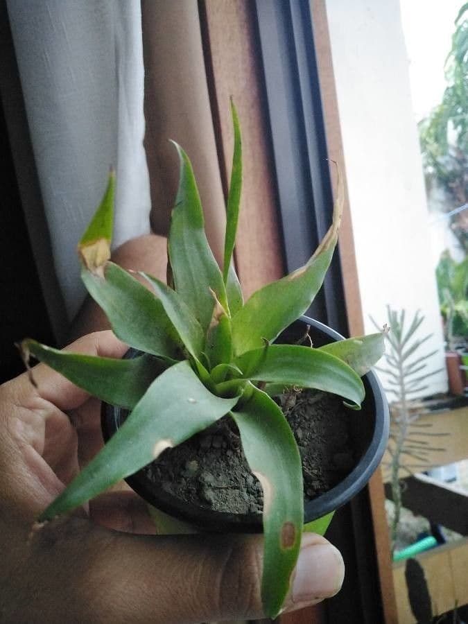 Catopsis 2