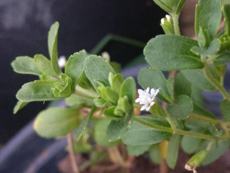 Stevia 2