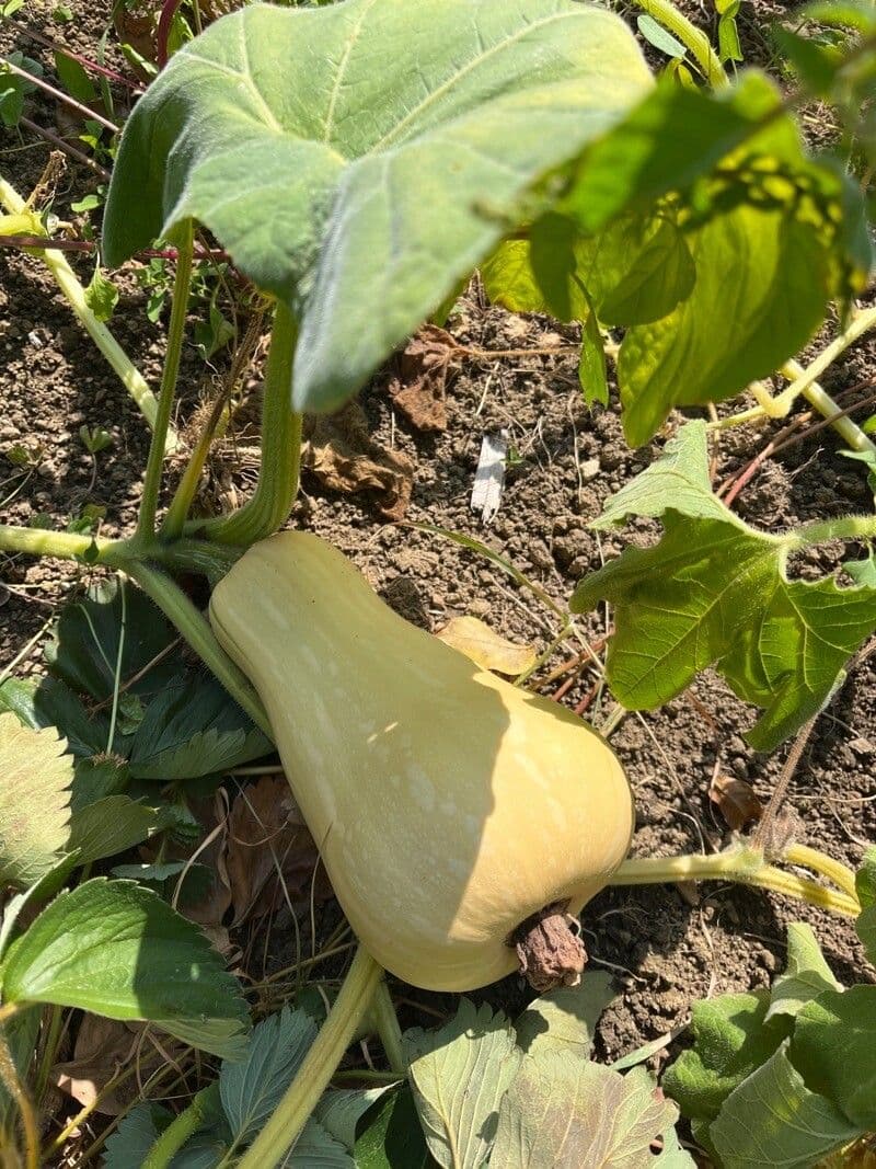 Zucca moscata 27