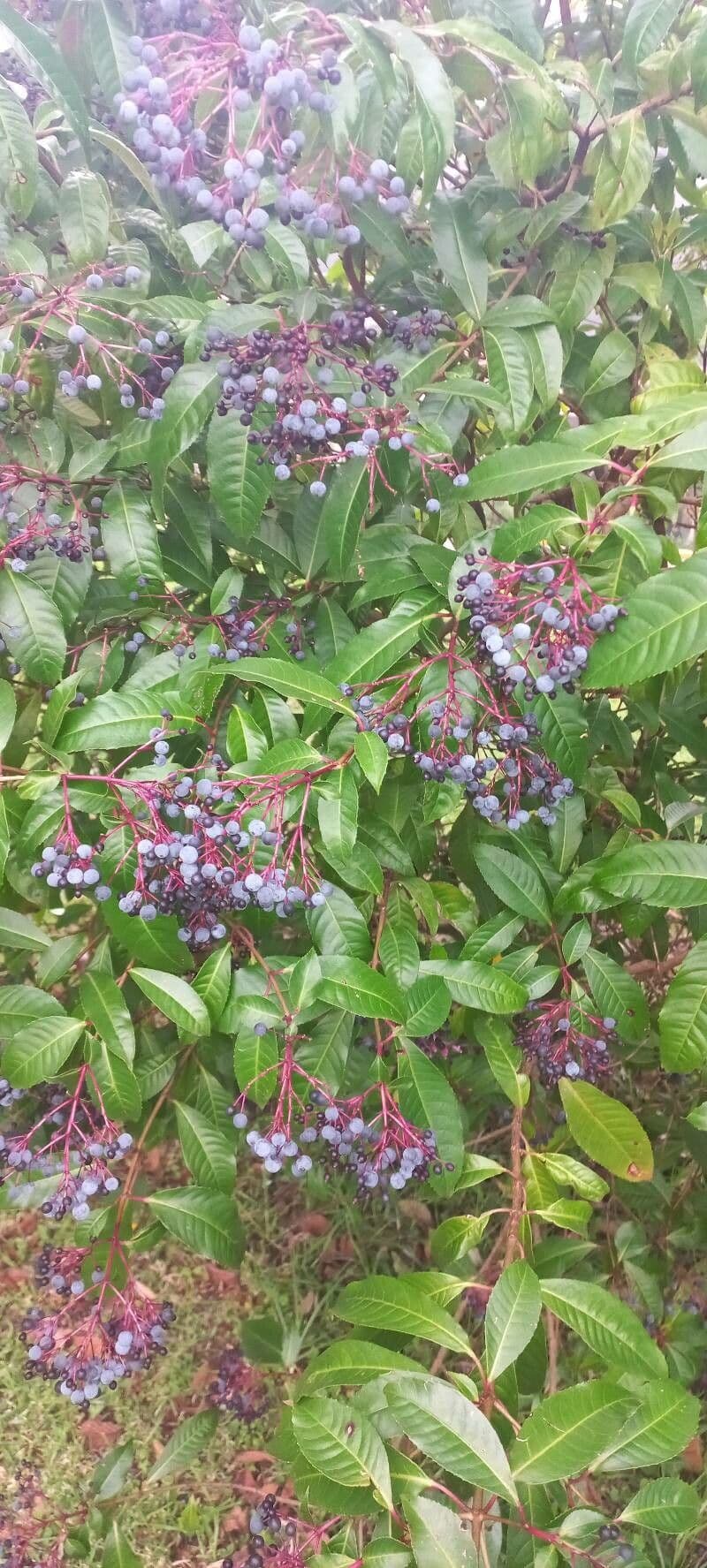 Fuchzia 3