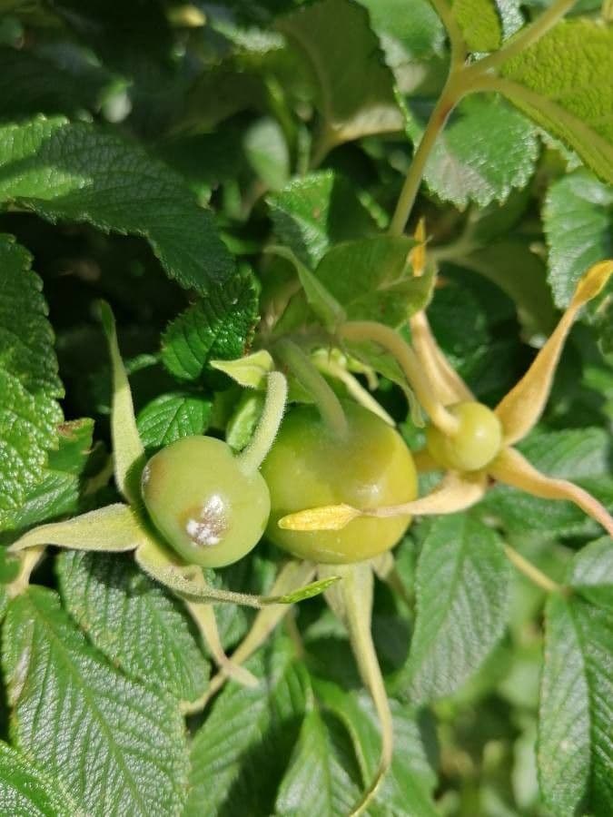 Silene a un fiore 4